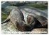 Quirlige Fischotter (hochwertiger... - Bild 3