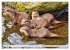 Quirlige Fischotter (hochwertiger... - Bild 4