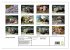 Quirlige Fischotter (hochwertiger... - Bild 5