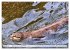 Quirlige Fischotter (hochwertiger... - Bild 6