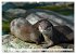 Quirlige Fischotter (hochwertiger... - Bild 7