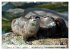 Quirlige Fischotter (hochwertiger... - Bild 9