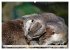 Quirlige Fischotter (hochwertiger... - Bild 10