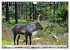Tierwelt der Tundra (Wandkalender 2026... - Bild 11