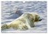 Tierwelt der Tundra (Wandkalender 2026... - Bild 15