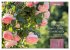 Rose Königin des Gartens (Wandkalender... - Bild 11