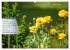 Rose Königin des Gartens (Wandkalender... - Bild 14