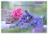 Rose Königin des Gartens (Wandkalender... - Bild 3