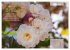 Rose Königin des Gartens (Wandkalender... - Bild 7