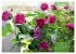 Rose Königin des Gartens (Wandkalender... - Bild 10