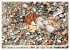 Strandgut Szenen (hochwertiger Premium... - Bild 7