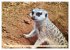 Goldige Erdmännchen (hochwertiger... - Bild 2