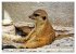 Goldige Erdmännchen (hochwertiger... - Bild 11