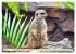 Goldige Erdmännchen (hochwertiger... - Bild 12