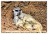 Goldige Erdmännchen (hochwertiger... - Bild 13