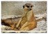 Goldige Erdmännchen (hochwertiger... - Bild 3