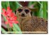 Goldige Erdmännchen (hochwertiger... - Bild 4