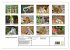 Goldige Erdmännchen (hochwertiger... - Bild 5
