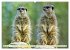 Goldige Erdmännchen (hochwertiger... - Bild 6