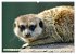 Goldige Erdmännchen (hochwertiger... - Bild 7