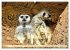 Goldige Erdmännchen (hochwertiger... - Bild 8