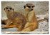 Goldige Erdmännchen (hochwertiger... - Bild 9