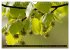 Rotbuchen (Wandkalender 2026 DIN A4... - Bild 11