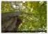 Rotbuchen (Wandkalender 2026 DIN A4... - Bild 12
