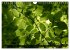 Rotbuchen (Wandkalender 2026 DIN A4... - Bild 13
