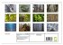 Rotbuchen (Wandkalender 2026 DIN A4... - Bild 6
