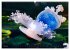 In der Welt der Medusen (hochwertiger... - Bild 11