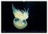 In der Welt der Medusen (hochwertiger... - Bild 12