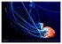 In der Welt der Medusen (hochwertiger... - Bild 13