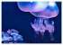 In der Welt der Medusen (hochwertiger... - Bild 4
