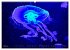 In der Welt der Medusen (hochwertiger... - Bild 8