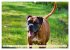 Muskelprotz Boxer (hochwertiger Premium... - Bild 2