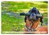 Muskelprotz Boxer (hochwertiger Premium... - Bild 11