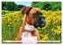Muskelprotz Boxer (hochwertiger Premium... - Bild 12