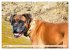 Muskelprotz Boxer (hochwertiger Premium... - Bild 13