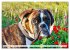 Muskelprotz Boxer (hochwertiger Premium... - Bild 14