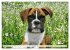 Muskelprotz Boxer (hochwertiger Premium... - Bild 3