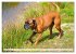 Muskelprotz Boxer (hochwertiger Premium... - Bild 4