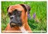 Muskelprotz Boxer (hochwertiger Premium... - Bild 6