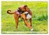 Muskelprotz Boxer (hochwertiger Premium... - Bild 7