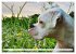 Muskelprotz Boxer (hochwertiger Premium... - Bild 8