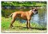 Muskelprotz Boxer (hochwertiger Premium... - Bild 9