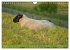 Faszination Deichschafe (Wandkalender... - Bild 11