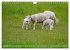Faszination Deichschafe (Wandkalender... - Bild 12