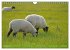 Faszination Deichschafe (Wandkalender... - Bild 15