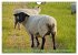 Faszination Deichschafe (Wandkalender... - Bild 3